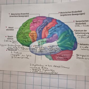 ANUAS Schulungsgrafik - Das Gehirn